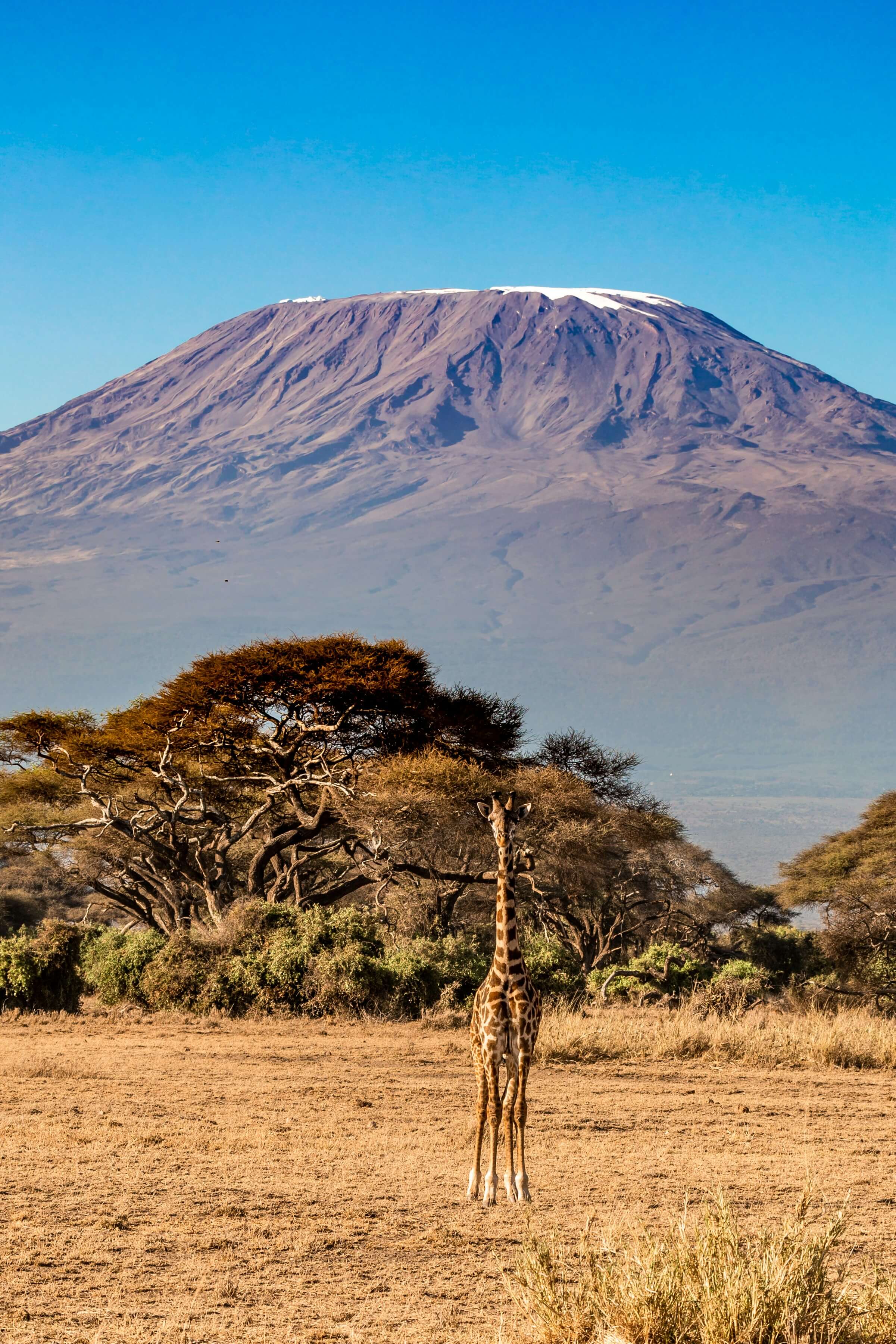 Amboseli, Kenya