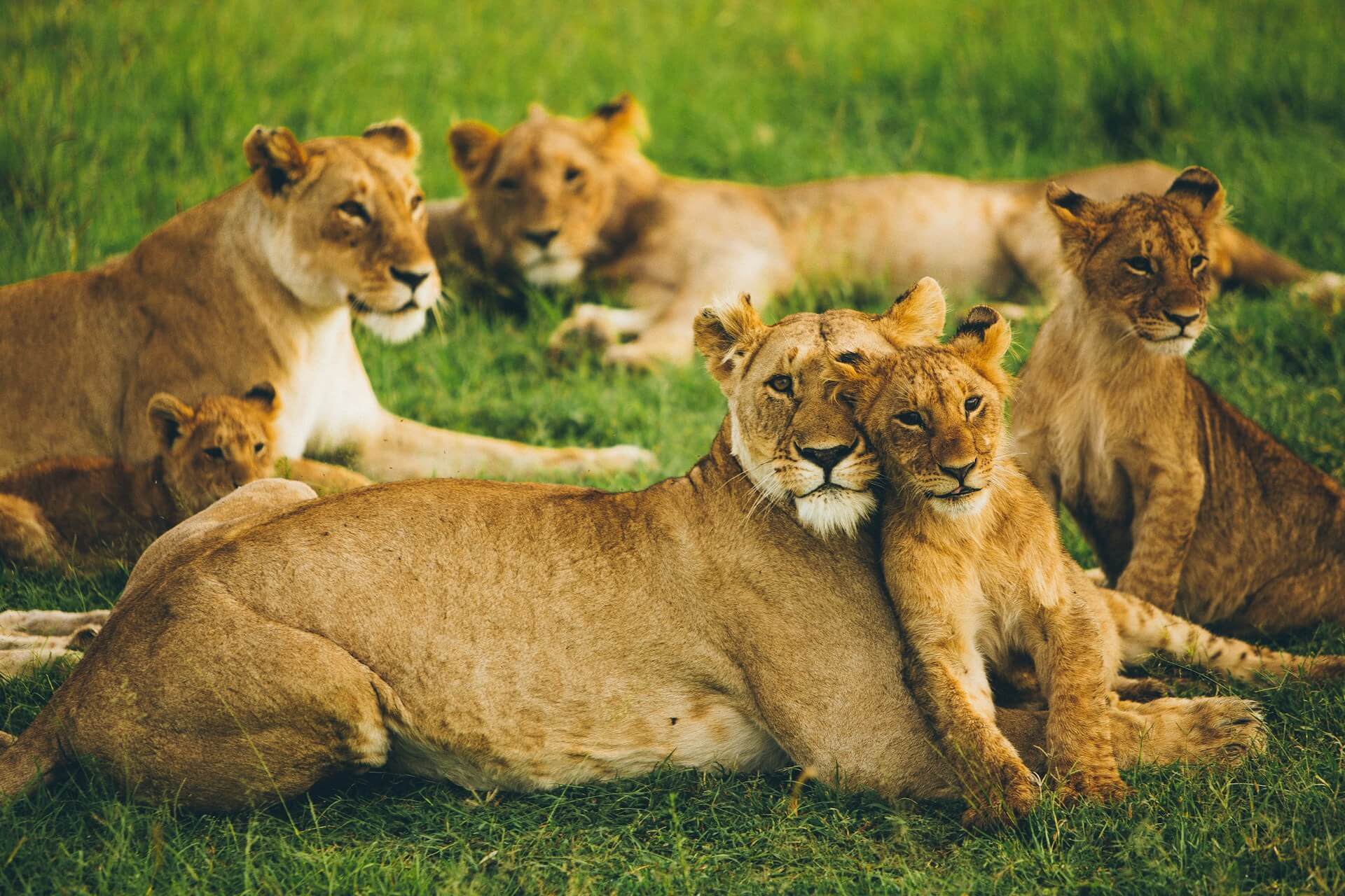 Maasai Mara