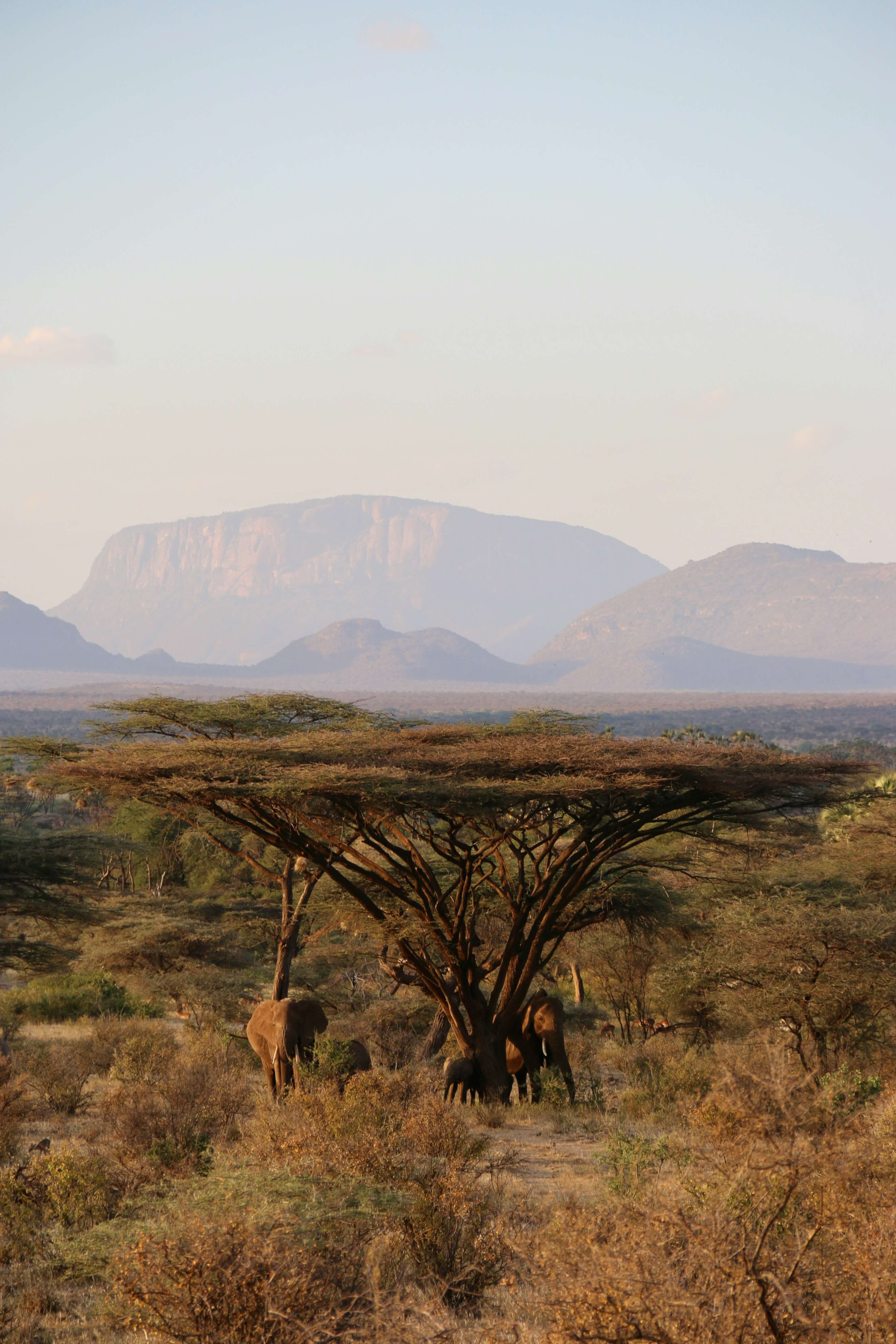 Cheetah, Samburu