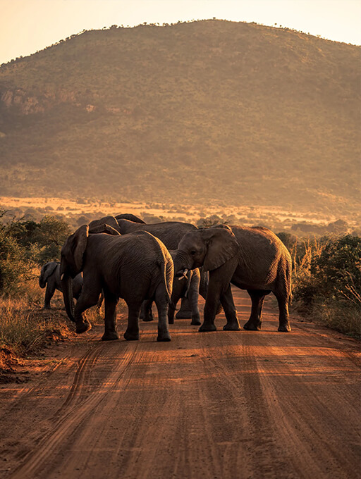 Serengeti